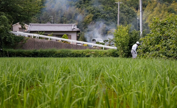 日本のお米農家を救うために、米粉をつくる企業が出来ること